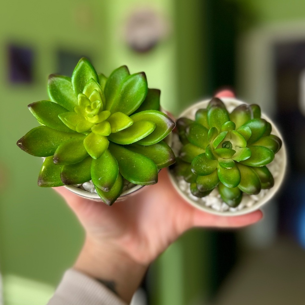 Adorable Mini Potted Faux Succulent Desert Green Plant Decor Accent Set of 2 - Picture 3 of 9